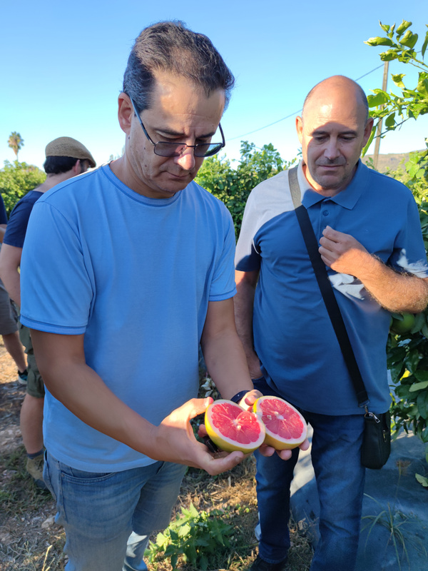 KI generiert: Zwei Männer begutachten in einem landwirtschaftlichen Umfeld eine aufgeschnittene Grapefruit. Sie befinden sich in einem Obstgarten, umgeben von Pflanzen und blauem Himmel.