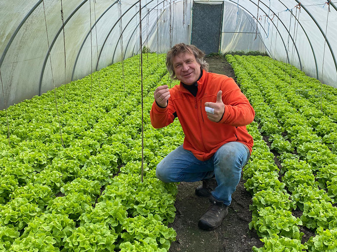 Salatanbau im Folientunnel mit Jens Kulow