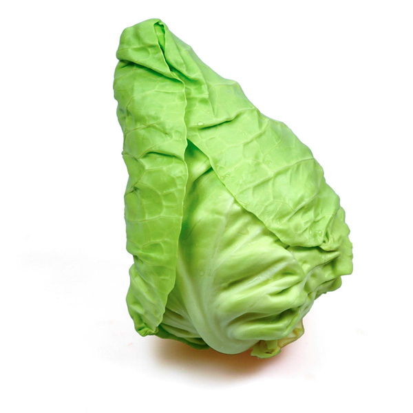Produktfoto zu Spitzkohl aus Filderkraut-Saat