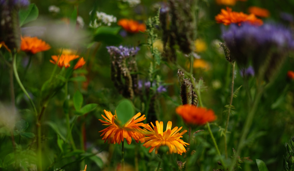 Blühende Sommerwiese