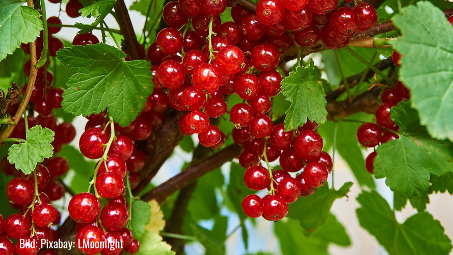 Rote reife Johannisbeeren am Strauch