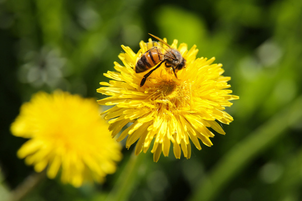 Biene auf Löwenzahnblüte