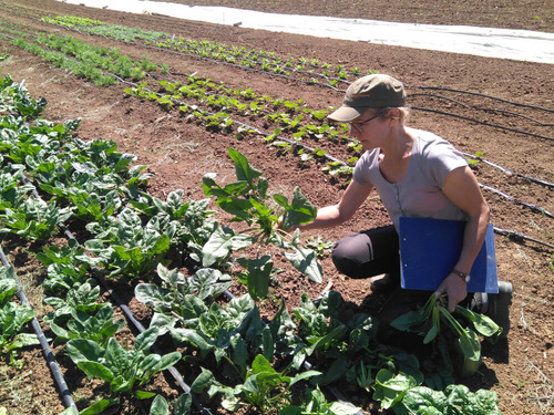 Grünland Bio Lieferant Bingenheimer Saatgut Vermehrungsacker 
