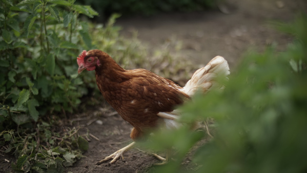 Braunes Huhn mit hellen Schwanzfedern im Freiland vor Brennesseln