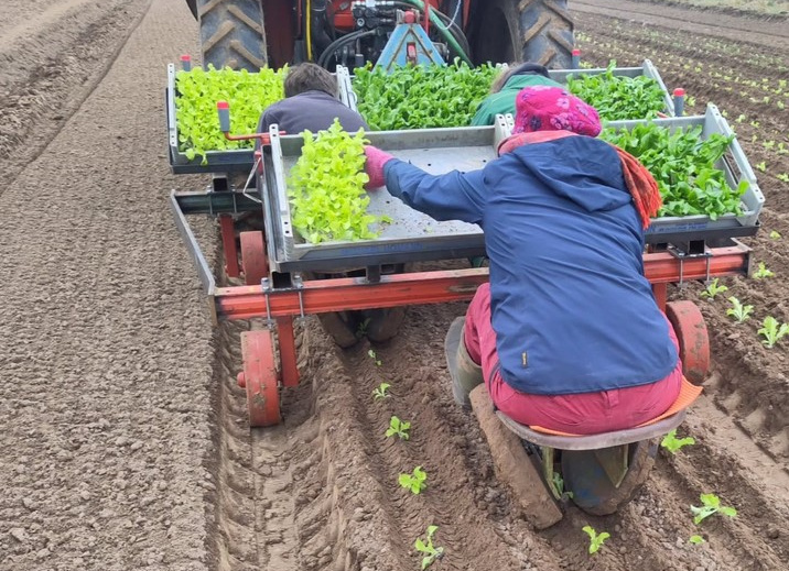 KI generiert: Menschen setzen auf einem Feld mit Hilfe eines Traktors Salatpflanzen ein.