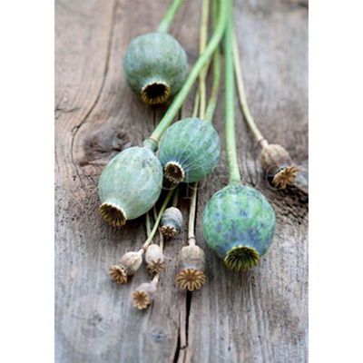 Produktfoto zu Postkarte Mohnkapseln