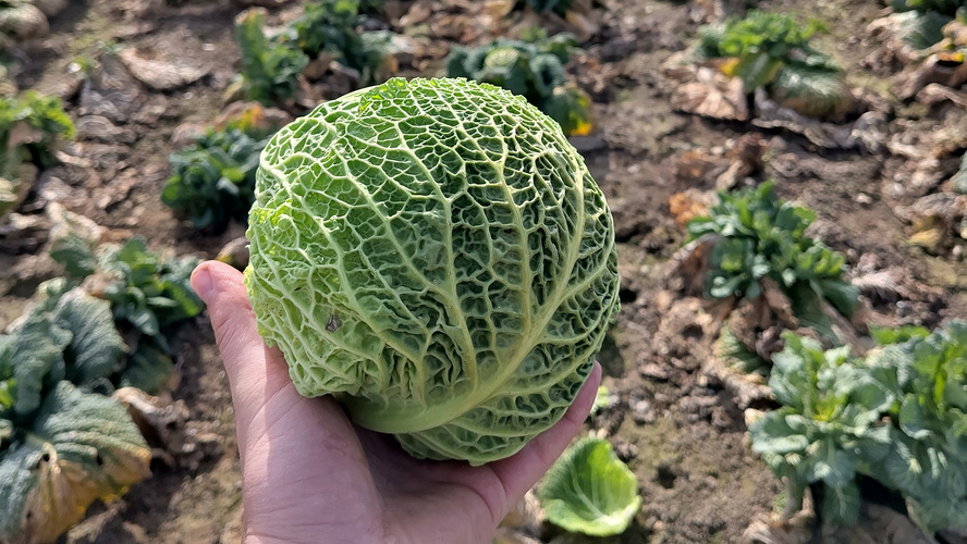 Klein aber oho - die letzten Wirsinge als Wintergruß vom Acker vom Wendengarten