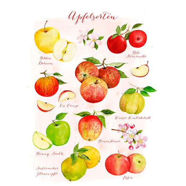 Produktfoto zu Postkarte Apfelsorten