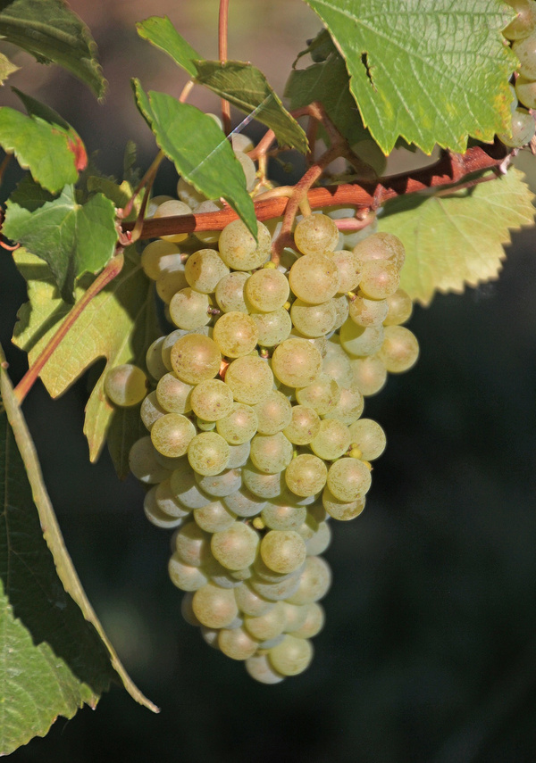 Reife, weiße Weintrauben an der Rebe