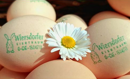 KI generiert: Eier mit Aufdruck "Wiersdorfer EIERTRAUM 0-DE-150471" und eine Gänseblümchenblüte in der Mitte.