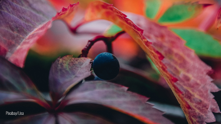 Einzelne Weintraube im Halbdunkel umrahmt von rotem Weinlaub