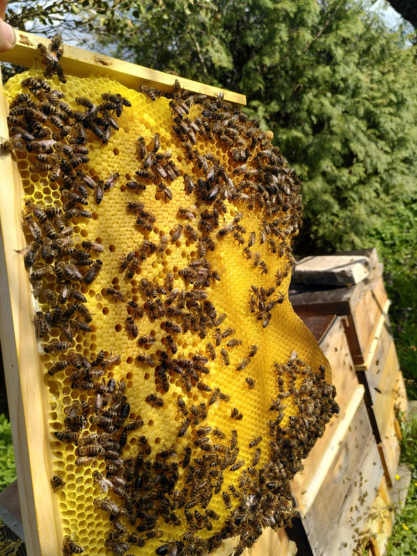 Grünland Bio Lieferant Imkerei Die Wabe