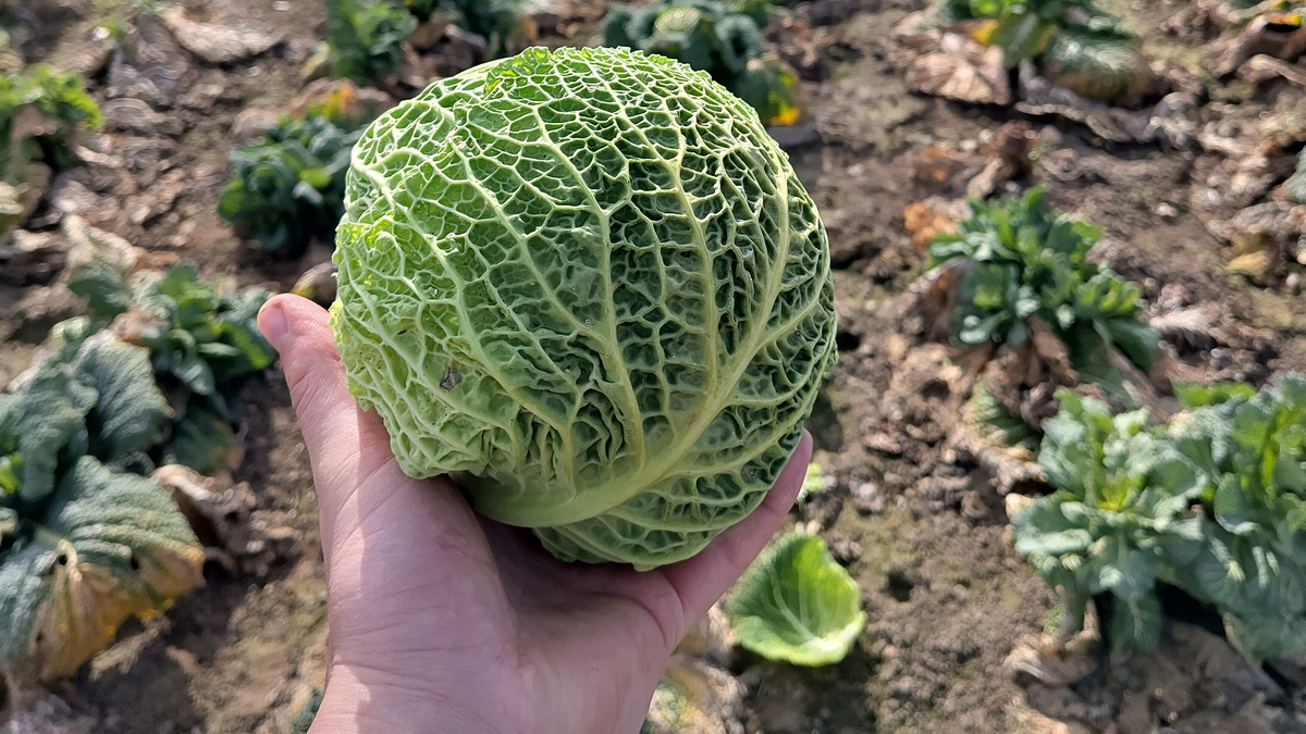 KI generiert: Eine Hand hält einen grünen Wirsingkohl auf einem Feld.