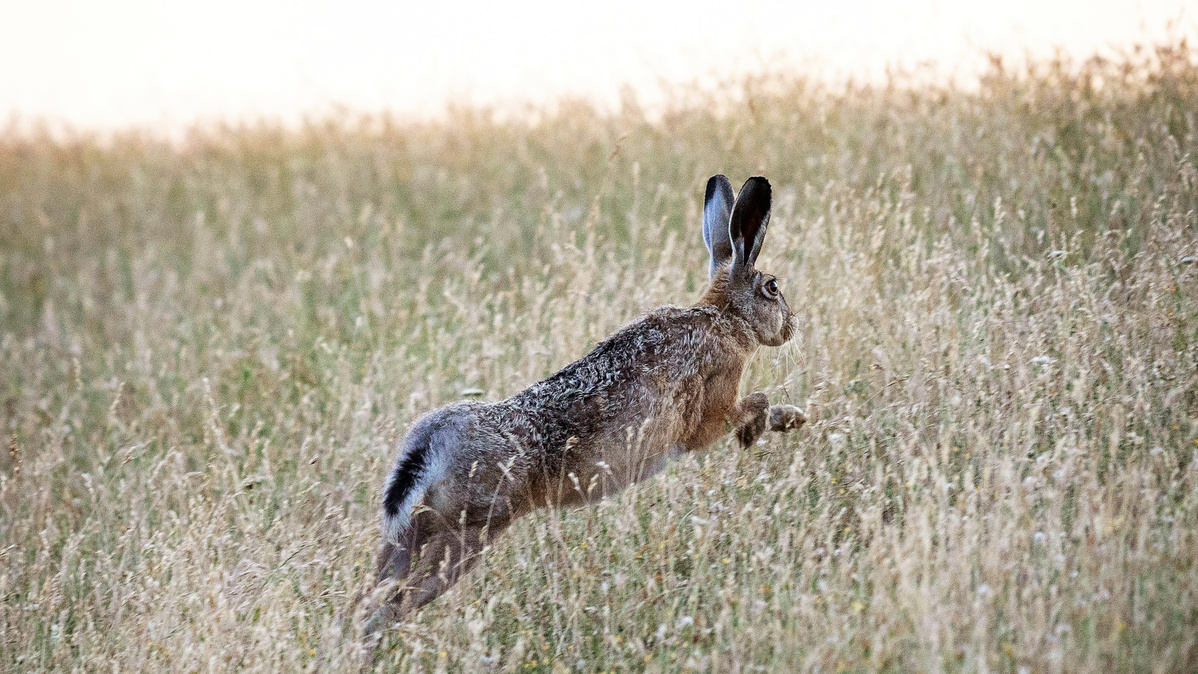 Mit riesen Sprüngen...