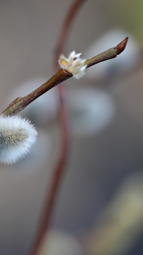 Weidenkätzchenblüte und Knospe