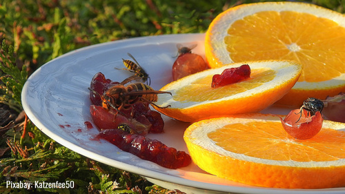 Wespen auf Obstteller