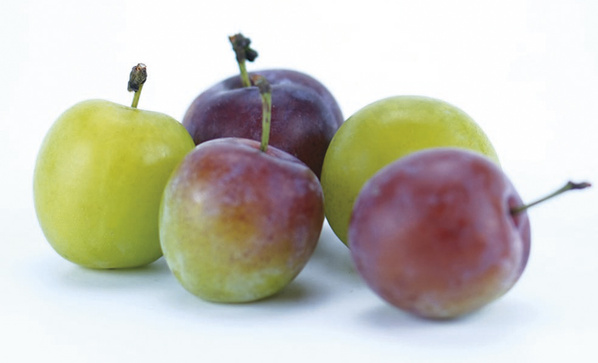 KI generiert: Fünf Mirabellen in verschiedenen Reifegraden auf einem hellen Hintergrund.