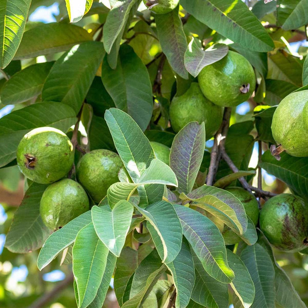 Produktfoto zu Guave