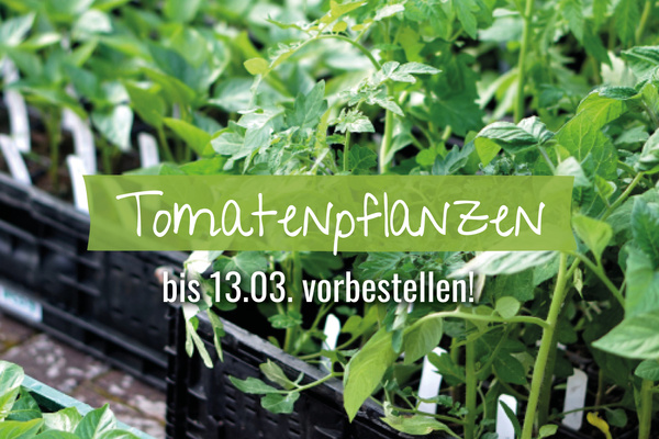 Viele junge Tomatenpflanzen bei der Anlieferung