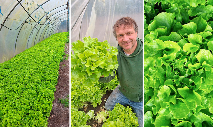 KI generiert: Ein Gewächshaus voller Salat mit einem Mann, der einen großen Salatkopf in der Mitte hält.