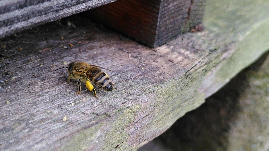 Biene auf dem Rückweg in den Bienenstock mit Pollen