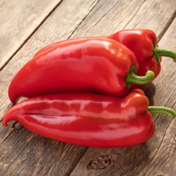 Produktfoto zu Paprikapflanze Resi