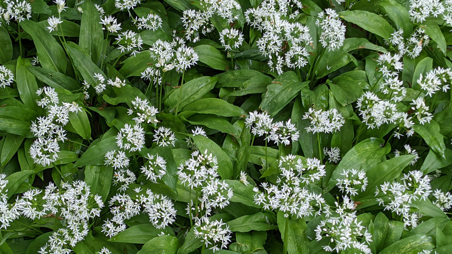 Weißblühender Bärlauch