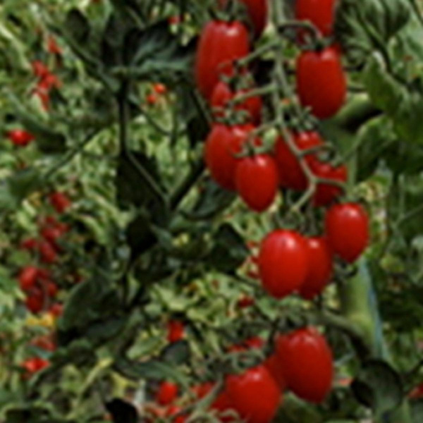Produktfoto zu Tomatenpflanze Donatellina