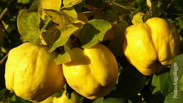 Drei Goldgelbe Quitten am Baum hängend