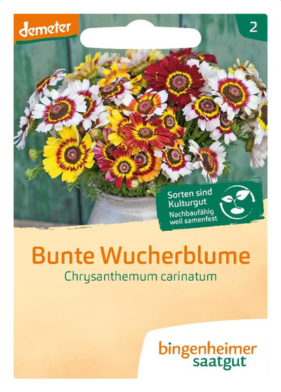 Produktfoto zu Saatgut Bunte Wucherblume