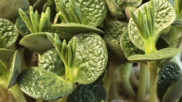 Nahaufnahme von Microgreens mit kleinen, grünen, strukturierten Blättern.