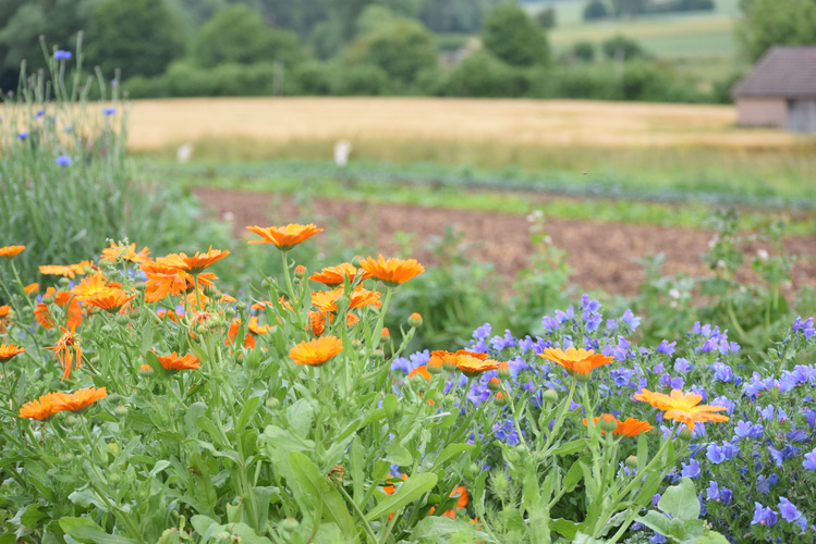 KI generiert: Bunte Blumen und grüne Landschaft mit Feldern im Hintergrund.