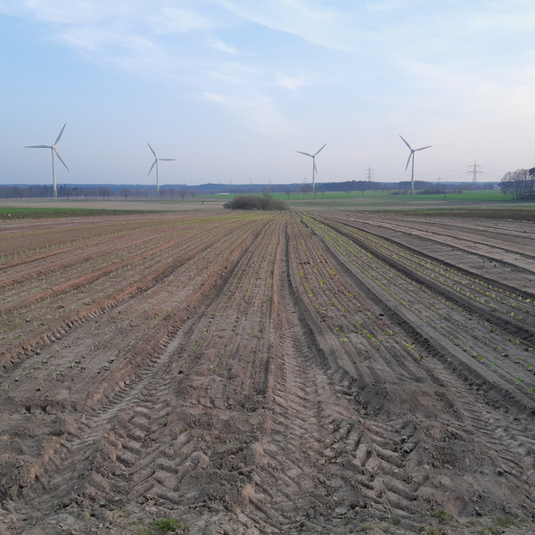 Hof Brummelkamp Acker mit jungen Anpflanzungen