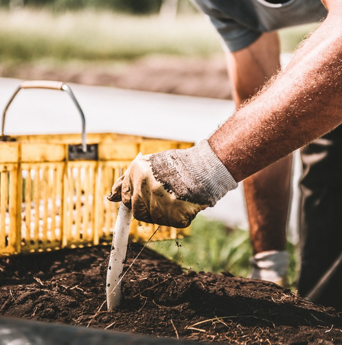 KI generiert: Person erntet Spargel auf dem Feld, gelber Korb im Hintergrund.