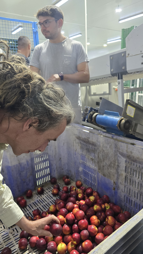 KI generiert: Person inspiziert rote Früchte in einem Lager mit Maschinen im Hintergrund.