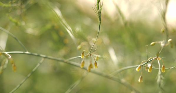 Zarte Spargelblüten, die erscheinen, wenn der Spargel schießt, also nicht mehr beerntet wird.