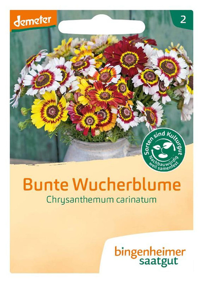 Produktfoto zu Saatgut Bunte Wucherblume
