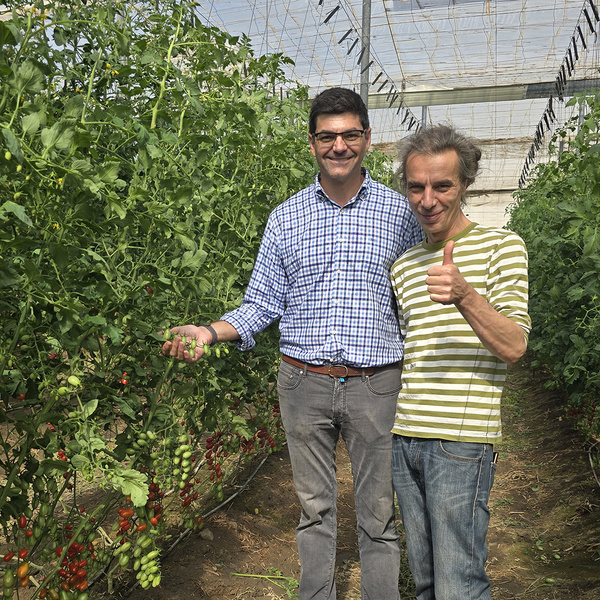 KI generiert: Das Bild zeigt zwei Männer, die in einem Gewächshaus zwischen Tomatenpflanzen stehen. Einer der Männer hält einige Tomaten in der Hand, während der andere den Daumen hochhält und lächelt.