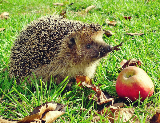 KI generiert: Ein Igel im Gras neben einem Apfel.