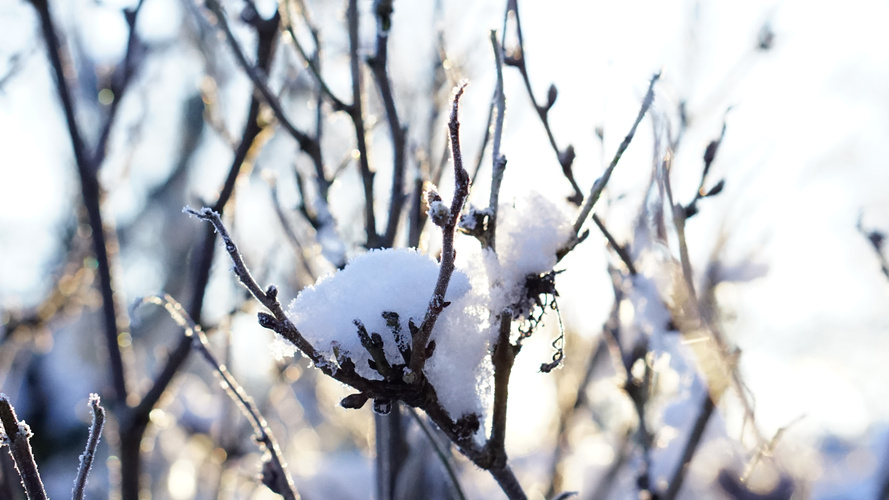 Schnee auf Zweigen im Sonnenlicht