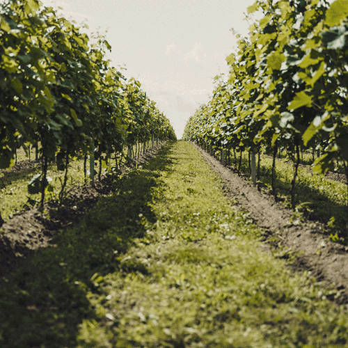 Grünland Bio Lieferant Witt Weine