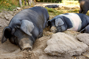 Grünland Bio Lieferant Michaelshof Schweine suhlen