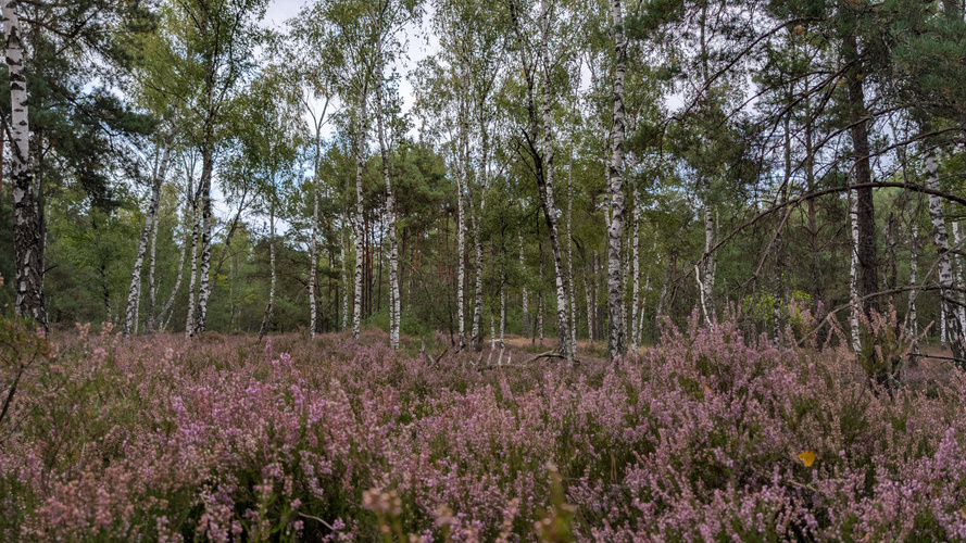 Heideblüten im Wald