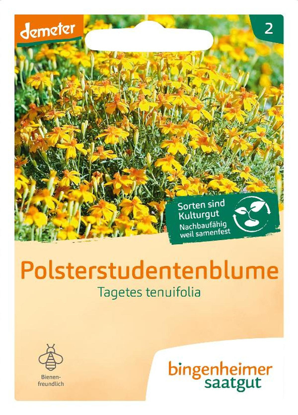 Produktfoto zu Saatgut Polsterstudentenblume