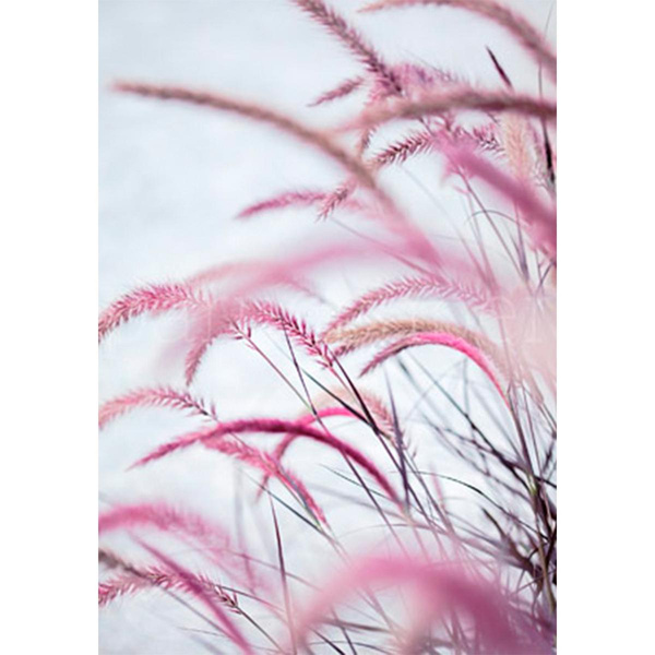 Produktfoto zu Postkarte Fuchsschwanzgras