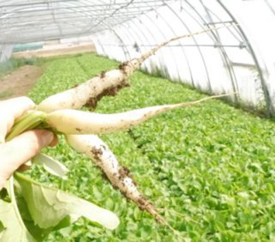 Produktfoto zu Radies Eiszapfen