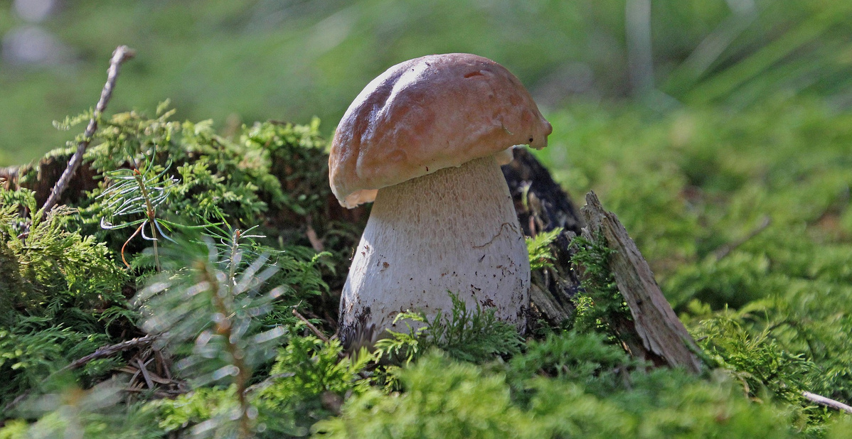 KI generiert: Ein großer Pilz wächst auf moosigem Waldboden.