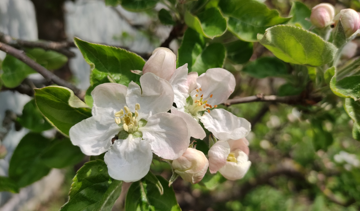 Apfelblüte voll aufgeblüht am Baum
