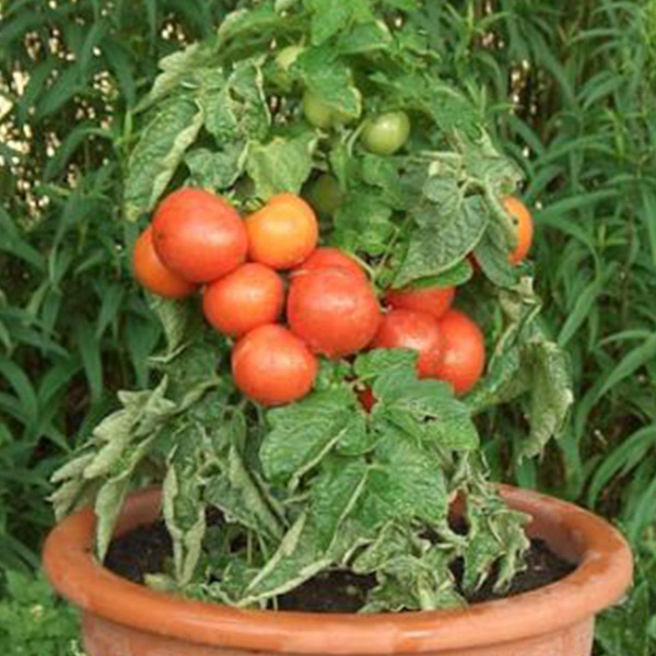 Produktfoto zu Tomatenpflanze Rotkäppchen