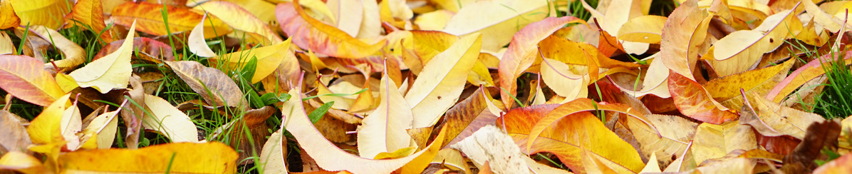 KI generiert: Bunte Herbstblätter liegen auf dem Gras.